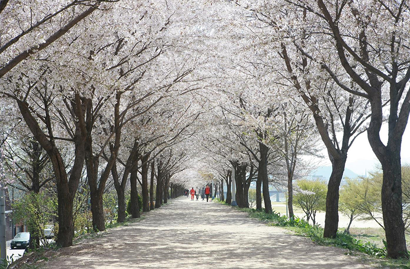 저동 벚꽃터널