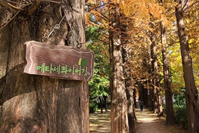 가을 풍경 찍으러 호산동 메타세콰이어길로 #호산동 #메타세콰이어숲