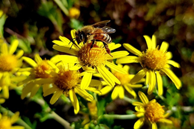 가을의 향기를 가지고 있는 노란색 #감국 #대구수목원