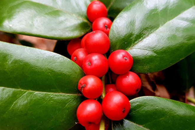 크리스마스 하면 떠오르는 나무! #호랑가시나무