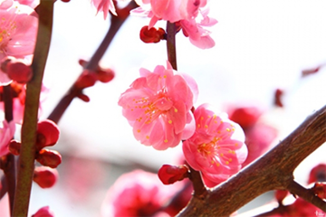 봄 꽃놀이하기 좋은 대구 명소 Best3