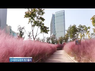 신서중앙공원의 핑크뮬리