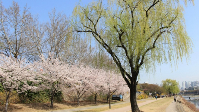 대구 봄꽃 가득한 명소 4경, 신천 강변 봄봄봄!