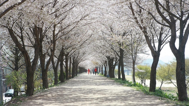 벚꽃 내음 가득한 도심, 봄내음길으로의 여행