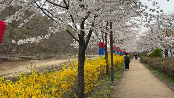 대구 벚꽃 명소 옥포 벚꽃길을 걸어요! 옥포 벚꽃축제 (~4.4)