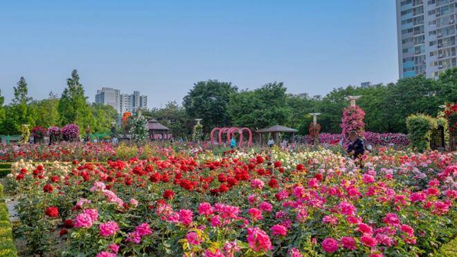 형형색색 다채로운 장미의 향연을 만날 수 있는 이곡장미공원