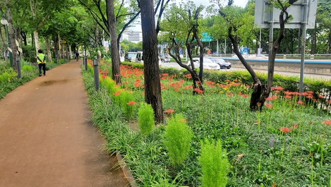 대구광역시, 추석맞이 가로변 녹지 정비