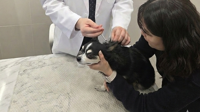 대구시, 봄철 반려견 광견병 예방접종… 3월 10일부터