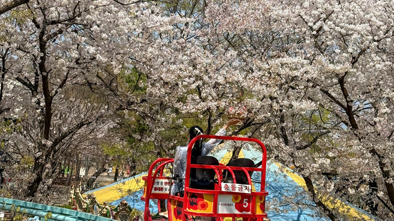 벚꽃+놀이공원 조합 수성랜드 실시간 후기 및 주차장