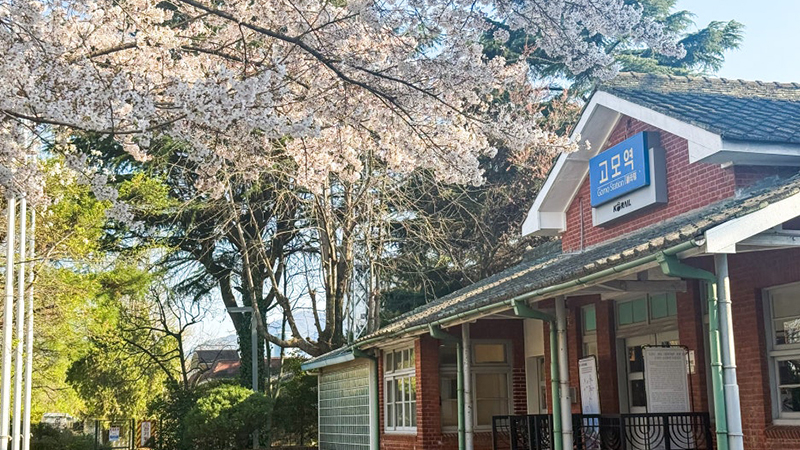 대구 벚꽃명소, 폐역 감성 가득한 고모역 데이트코스