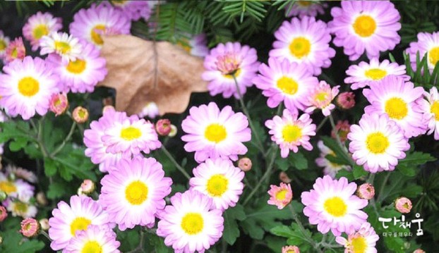 국화꽃 향기 가득한 대구 수목원 국화전시회